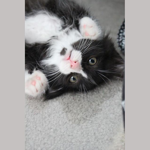 Photo of Muffin