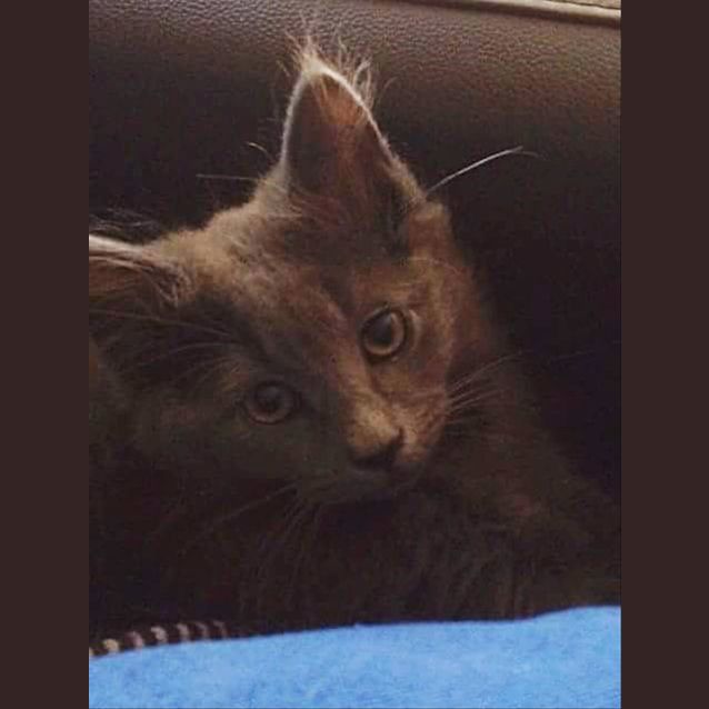 Photo of Fluff