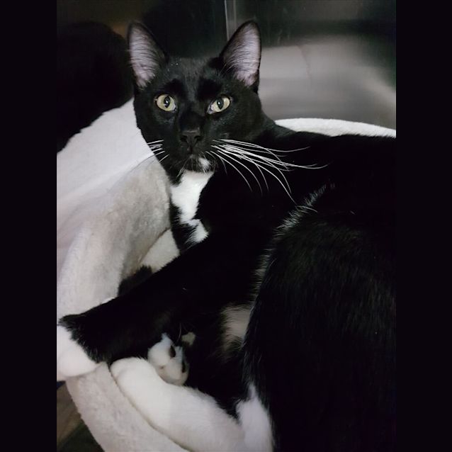 Photo of Puss In Boots
