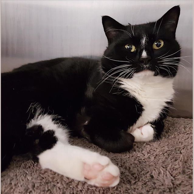 Photo of Mr Licorice