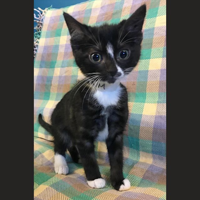 Photo of Pesto