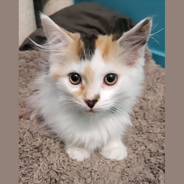Photo of Toffee