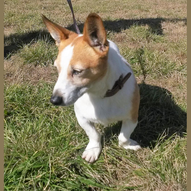 Photo of Alfie