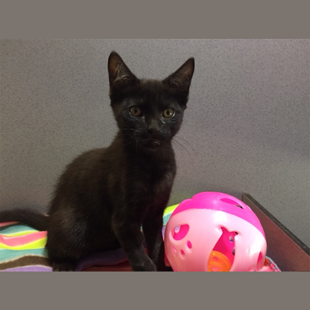Photo of Luna