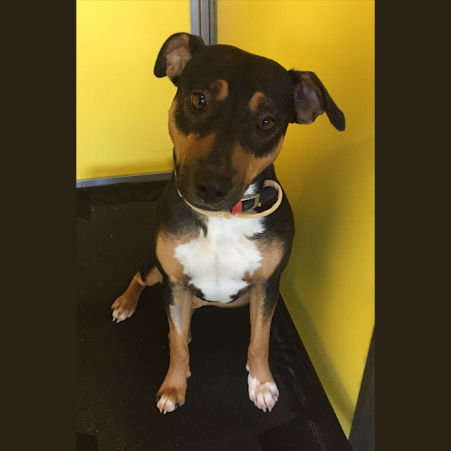 Photo of Violet