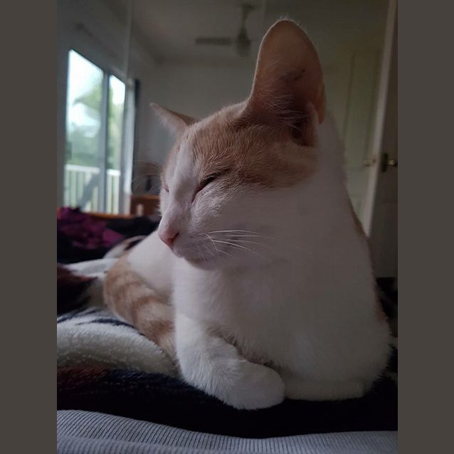 Photo of Louie