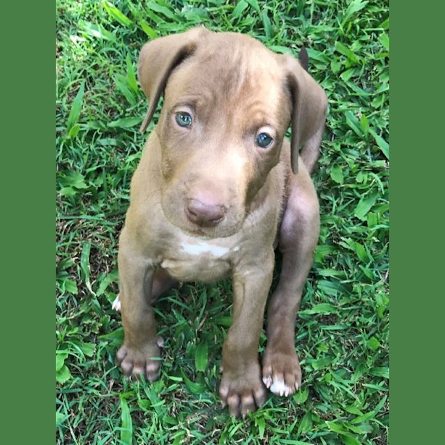 Photo of Nugget