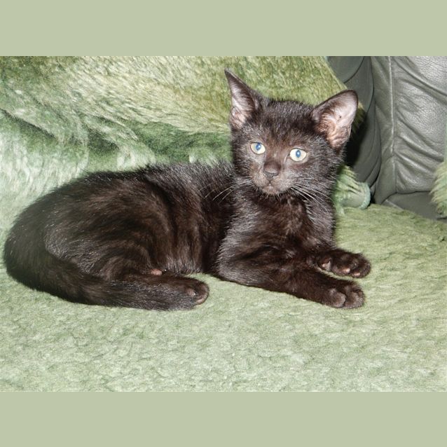 Photo of Geronimo
