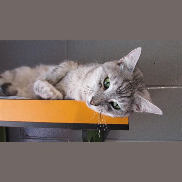 Photo of Simba