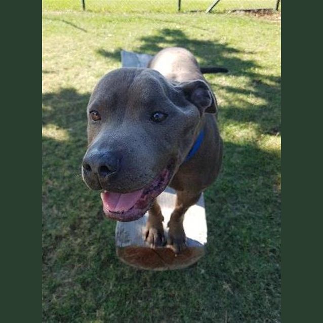 Photo of Duke