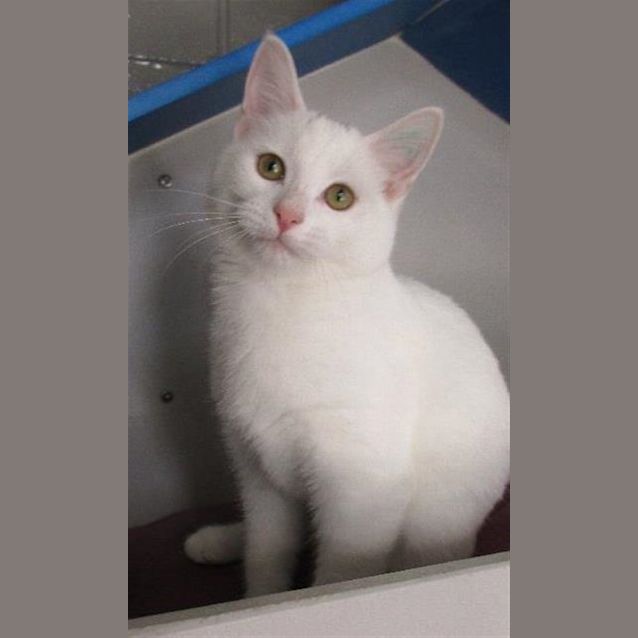 Photo of Gatel
