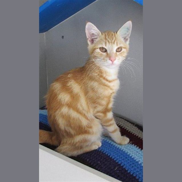 Photo of Widget