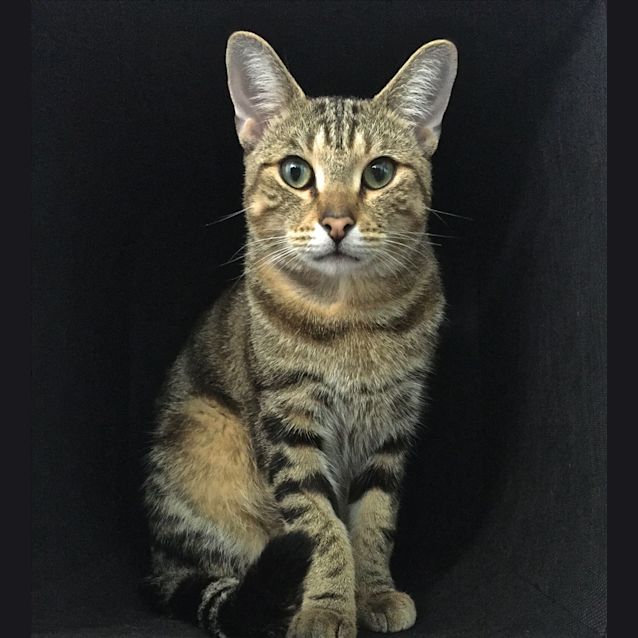 Photo of Gilligan