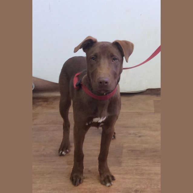 Photo of Mocha