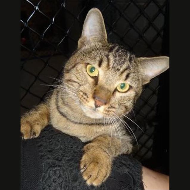 Photo of Tigger