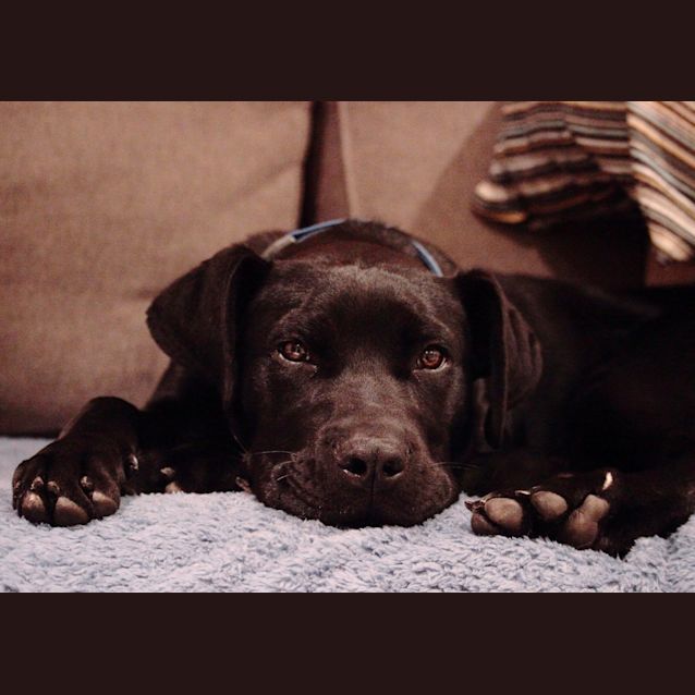 Photo of Charlie **Adopted**