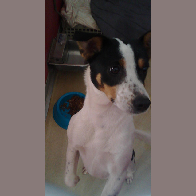 Photo of Commando