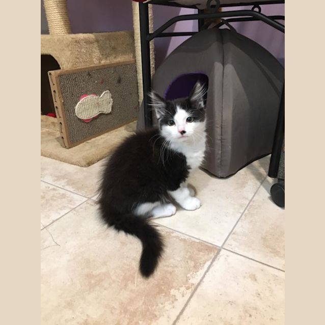 Photo of Banjo