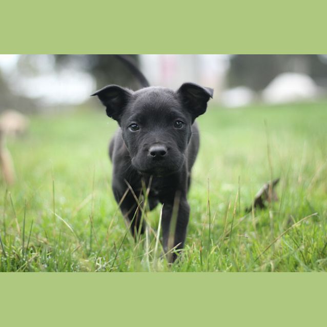 Photo of Cooper