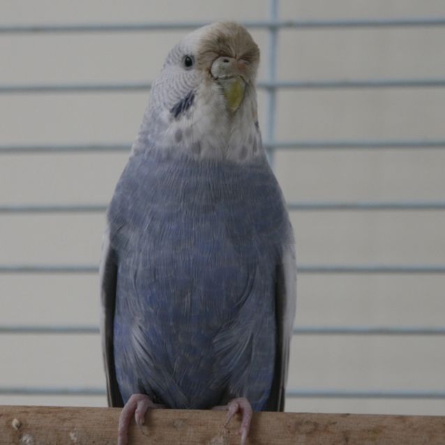 Photo of Buzz