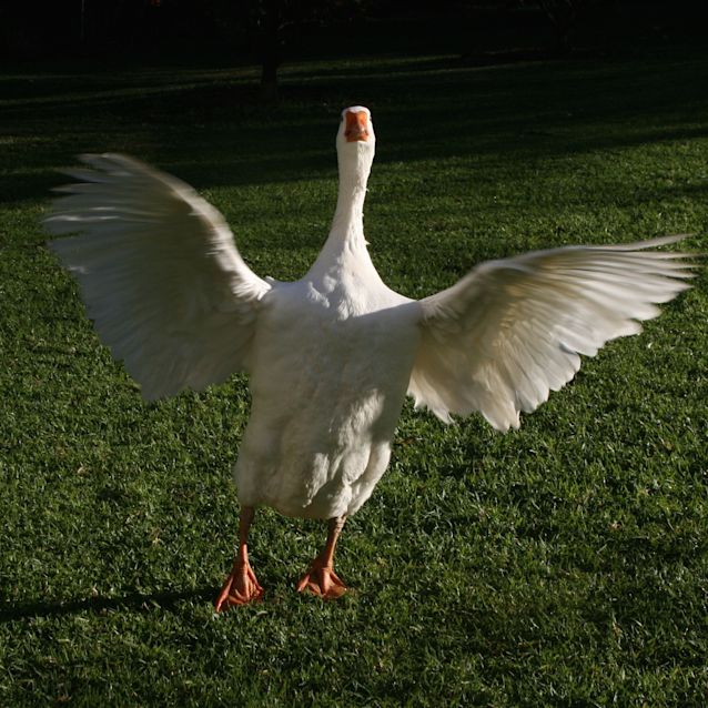 Photo of Purcey