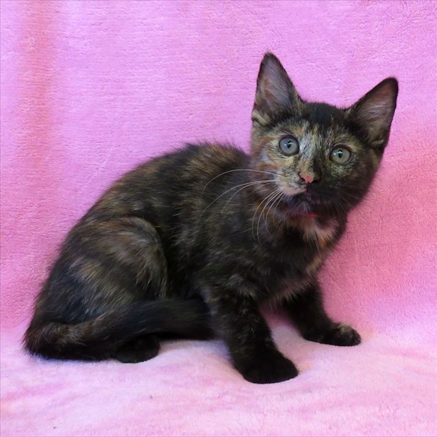 Photo of Biscuit