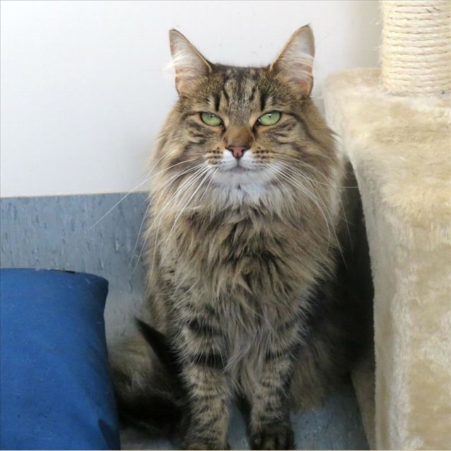 Photo of Kahlua
