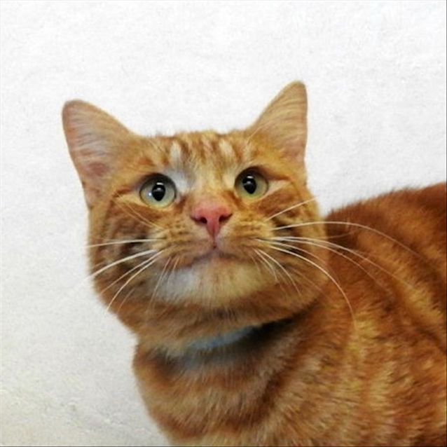 Photo of Pongo