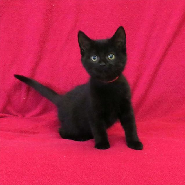 Photo of Luna