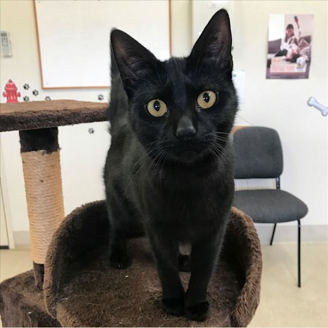 Photo of Midnight
