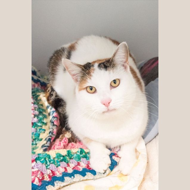 Photo of Pebbles
