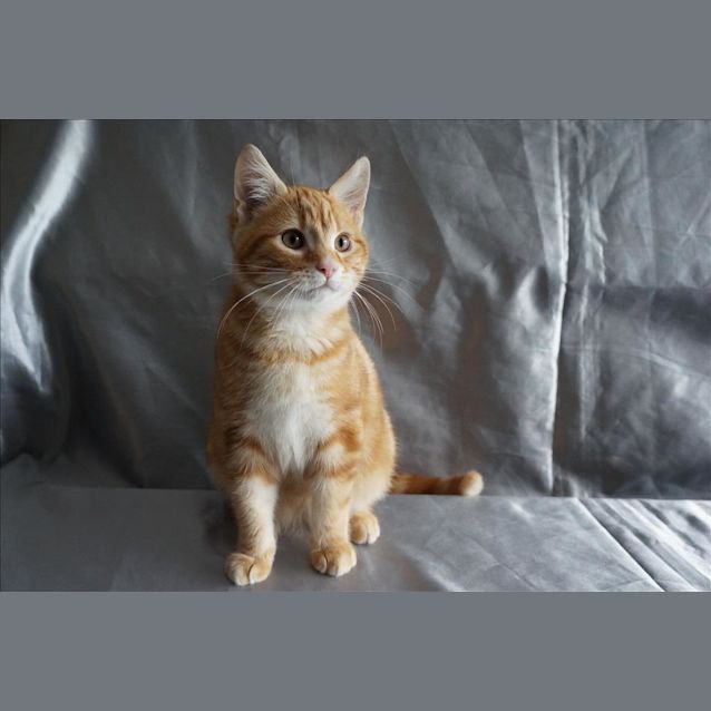 Photo of Peanut