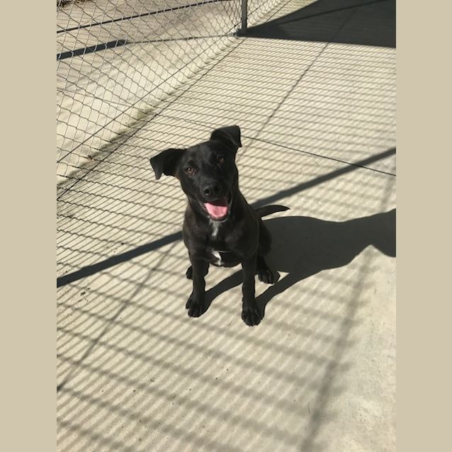 Photo of Banjo
