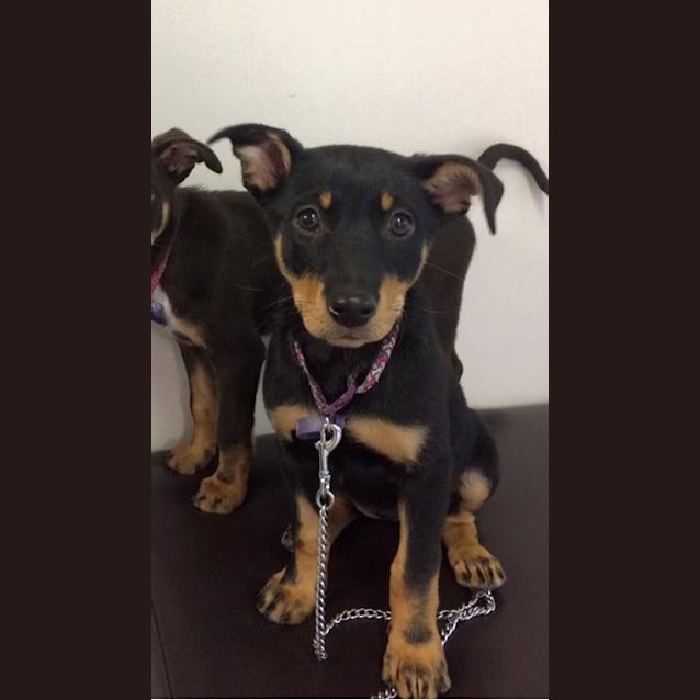 Photo of Aayla **Adoption Pending**