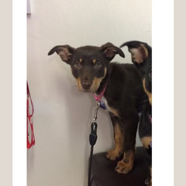 Photo of Rey **Adoption Pending**