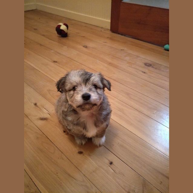 Photo of Chip