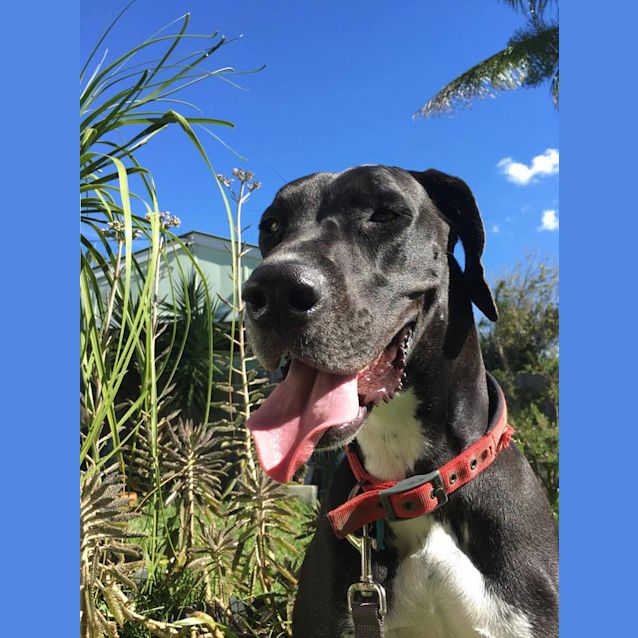 Photo of Onyx