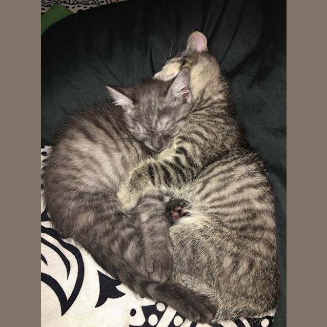 Photo of Rhea And Zara