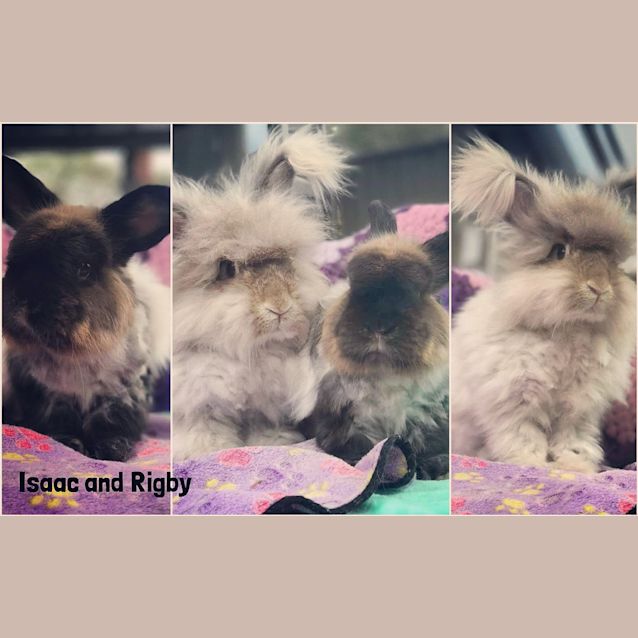 Photo of Isaac And Rigby