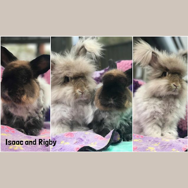 Photo of Isaac And Rigby