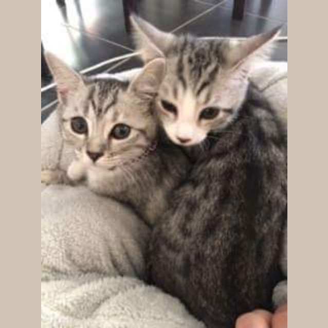 Photo of Bengal