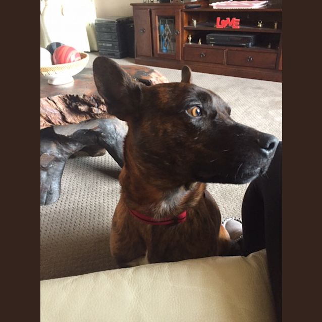 Photo of Rocket .. Doesnt Bark,  Dig, Destroy Or Jump