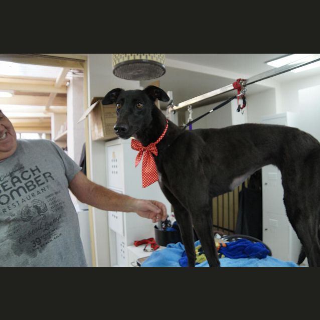 Photo of “Bella”, Black Beauty. Melbourne