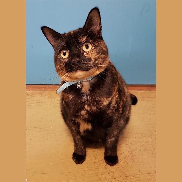 Photo of Madame Toodles