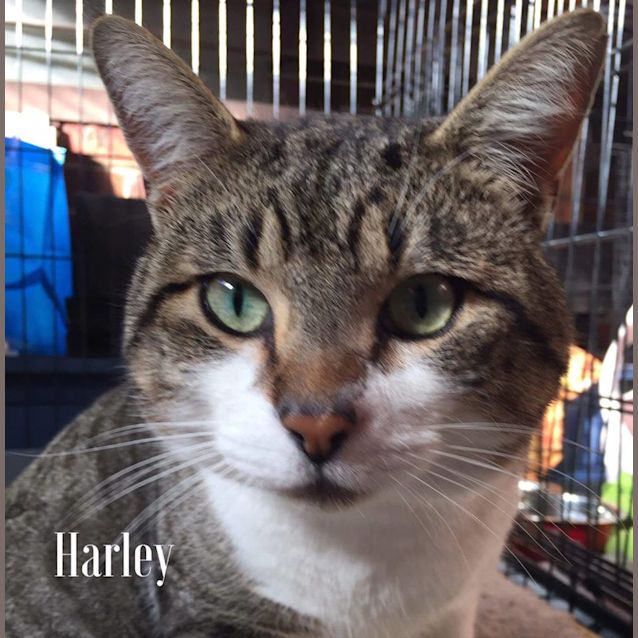 Photo of Harley (Meet Me At Nelly's Ark   Fairfield)