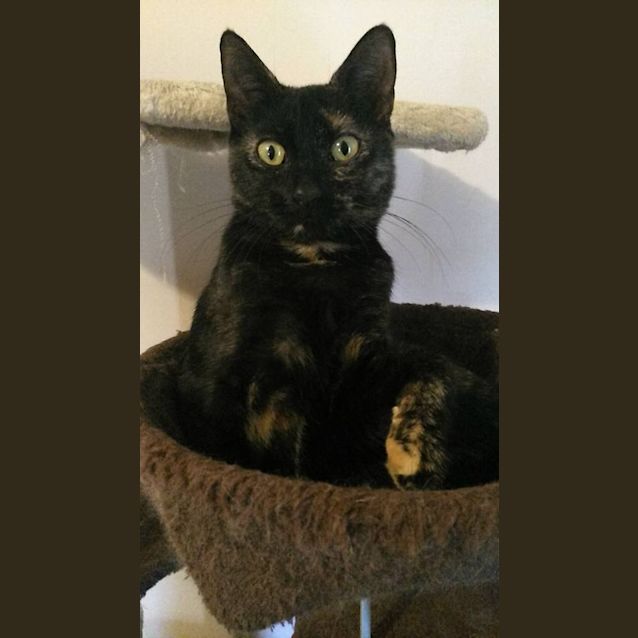 Photo of Willow