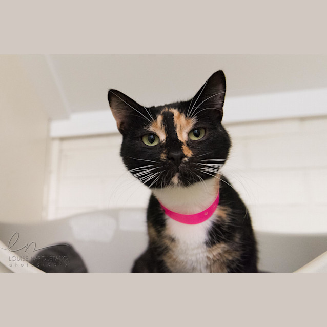 Photo of Chaumont (30)