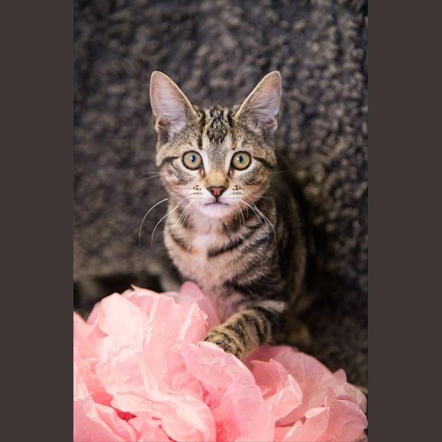 Photo of Poppy