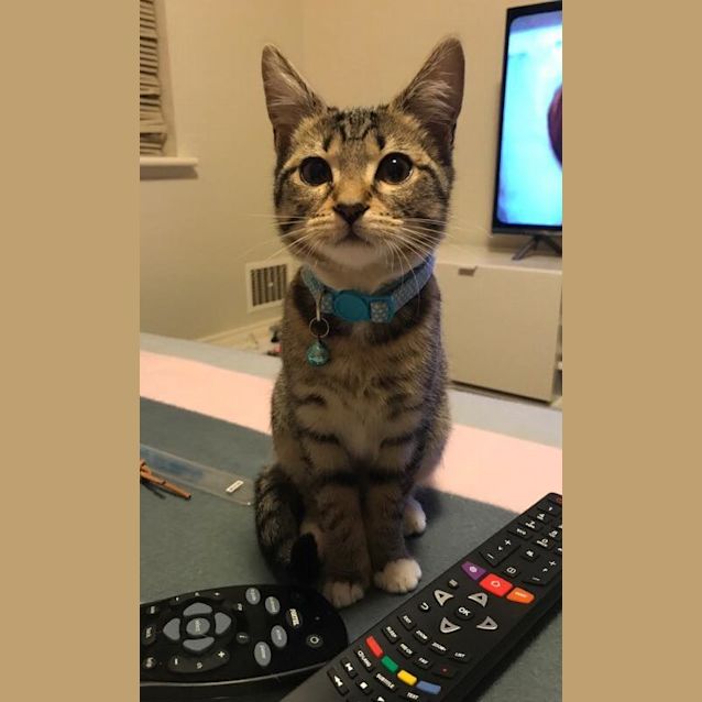 Photo of Vanilla (Gc0018)