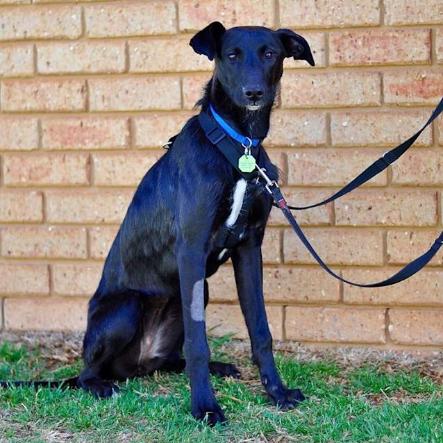 Photo of Rhea (Gd0033)